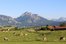 Idyllische Lage mit Blick auf den Forggensee in Bayern