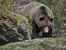 Bär im Nationalpark Bayerischer Wald