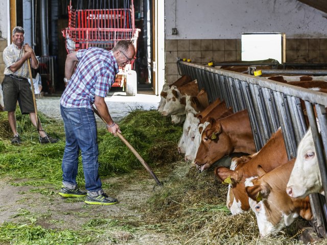 Mann füttert die Kühe im Stall