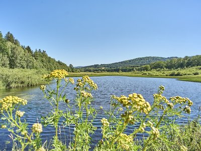 Blick durch die Uferbepflanzung auf den Perlsee inmitten unberührter Natur 