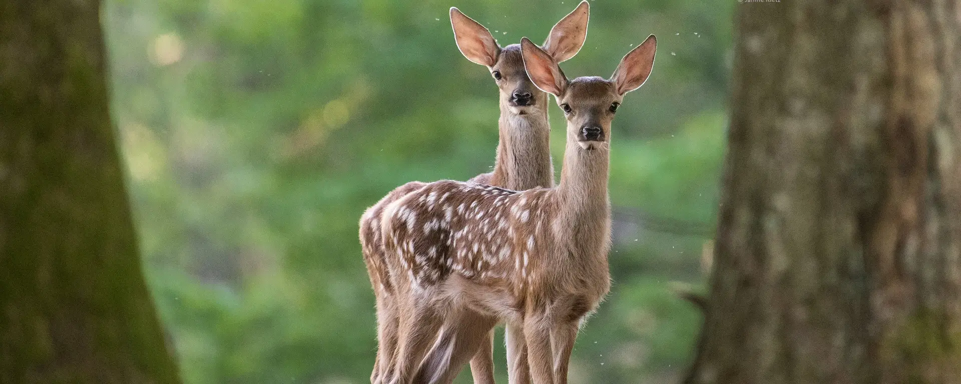 zwei Hirschkälber auf einer Lichtung zwischen zwei Bäumen   