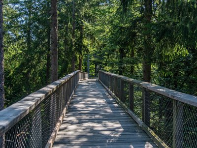 Ein barrierefreier Holzsteg führt durch die Baumwipfel im Nationalparkzentrum Lusen im Bayerischen Wald 
