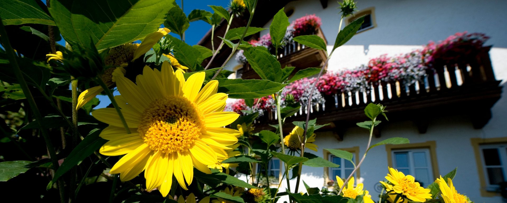 Sonnenblumen blühen vor einem Bauernhaus 