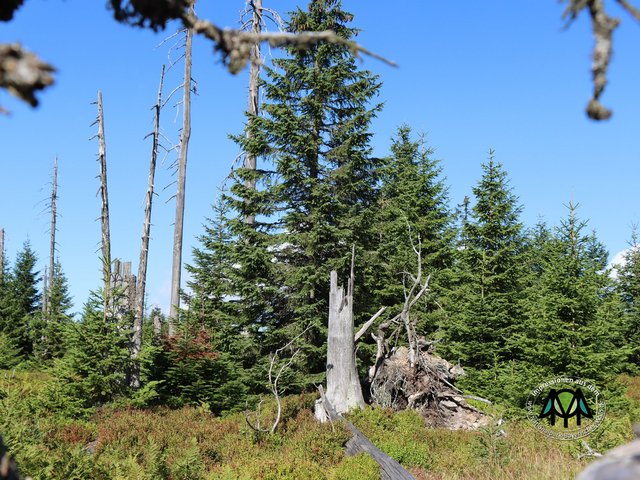 Wald im Nationalpark mit Jungwuchs und abgestorbenen Holz 