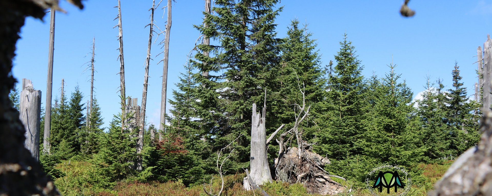 Wald im Nationalpark mit Jungwuchs und abgestorbenen Holz 