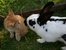 Katze und Hase