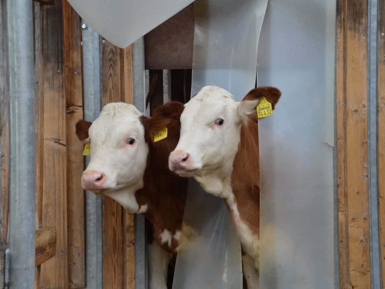 zwei Kälbchen schauen neugierig aus dem Stall