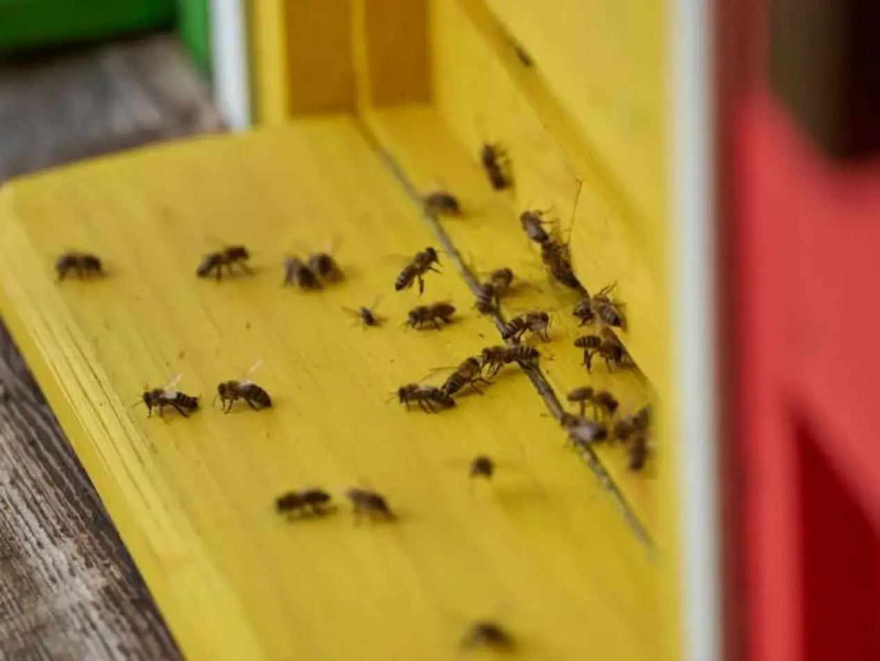 Bienen beim Einflug in den Bienenstock 