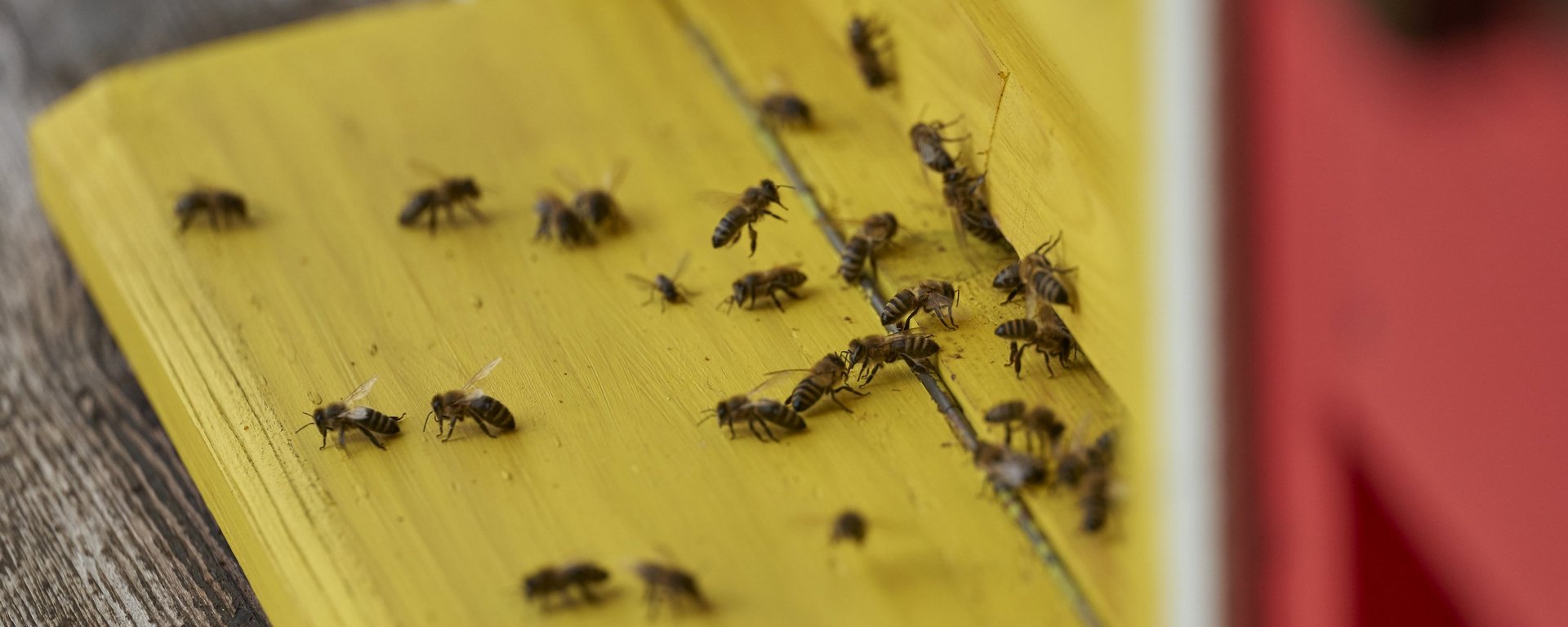 Bienen beim Einflugloch 