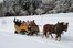 In der Pferdekutsche unterwegs durch den Winterzauberwald  