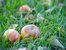 Äpfel im Gras auf dem Ferienhof Kinker im Allgäu