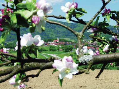 Apfelblüte im Hintergrund der Ortskern Lalling 
