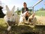 Streicheltiere und Hasen auf dem Bauernhof in der Region Chiemsee