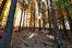 Wald mit Laubbäume im Herbstkleid mit Sonnenstrahlen 