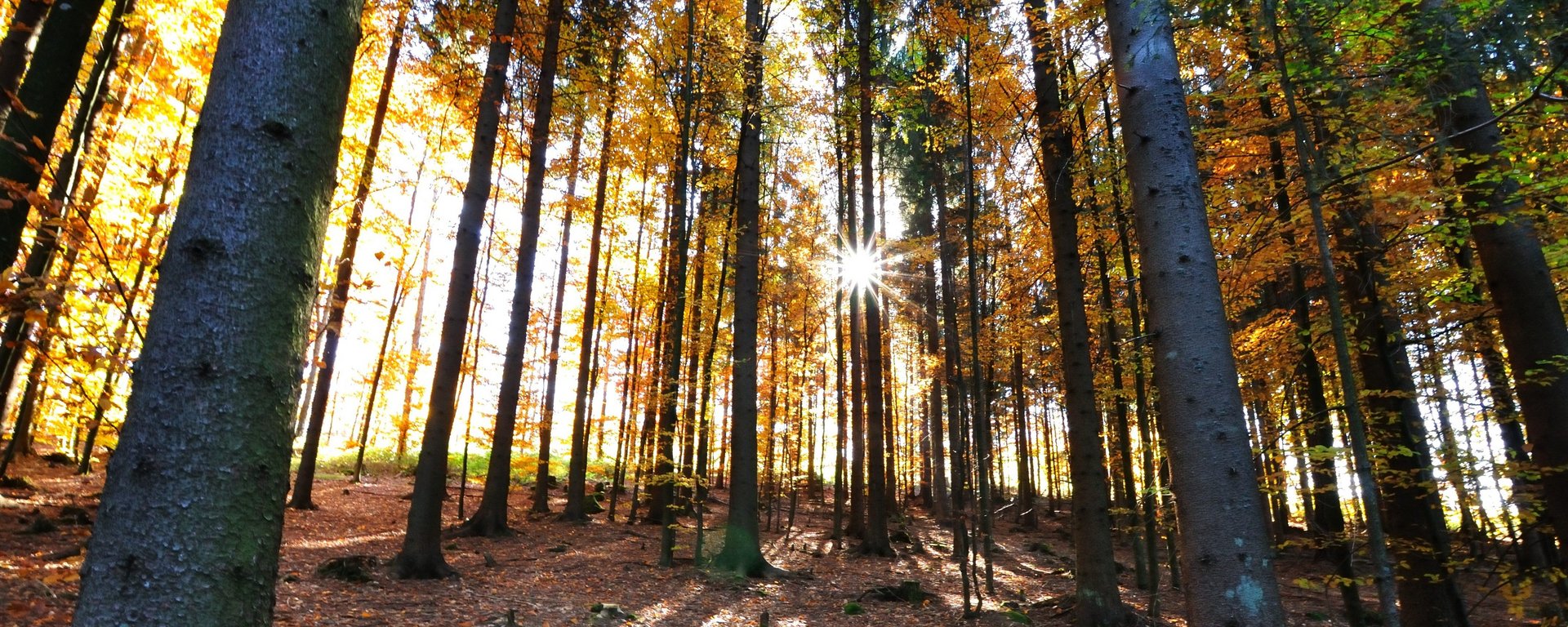 Wald mit Laubbäume im Herbstkleid mit Sonnenstrahlen 