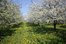 Große Obstplantagen auf den Bauernhöfen und Obsthöfen in Bayern